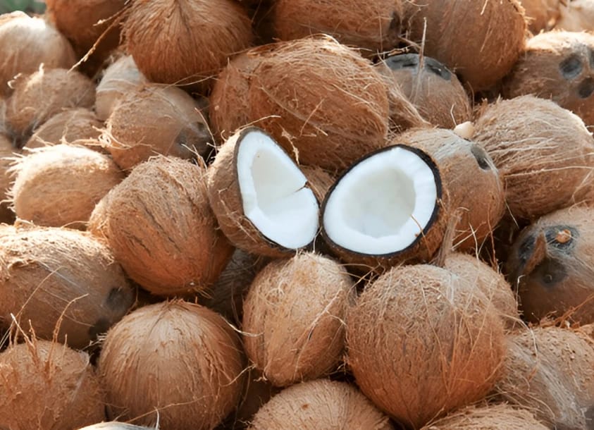 Semi Husked Coconuts